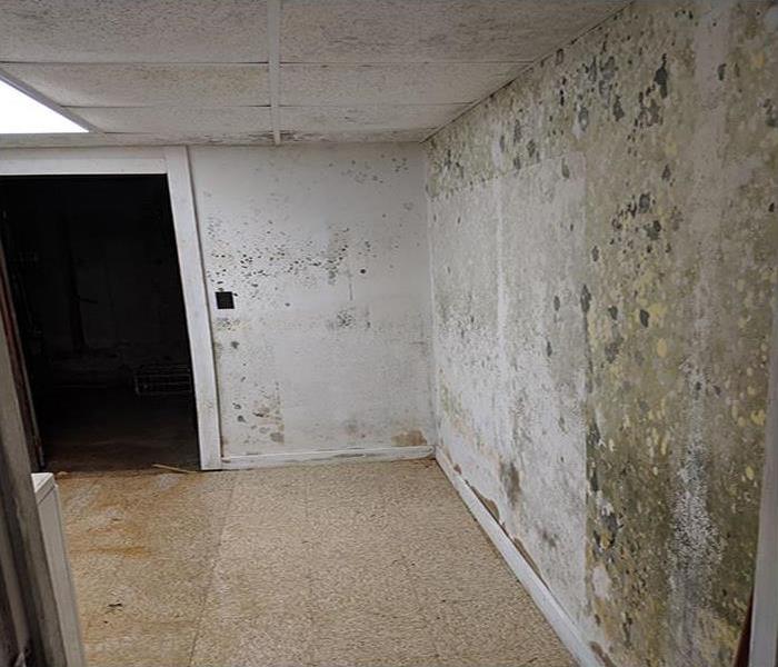mold infestation on wall